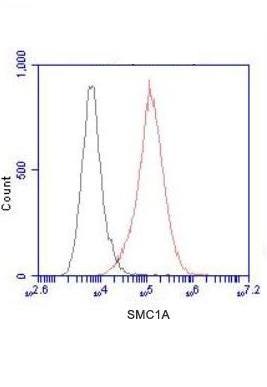 4 - SMC1A (N-terminus) Antibody AP52667