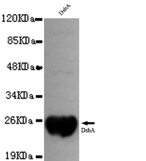 1 - DsbA-Tag Antibody AP52698