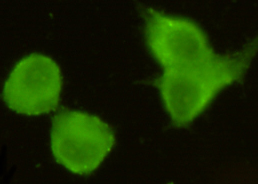 8 - MECT1 / Torc1 Antibody AP52722