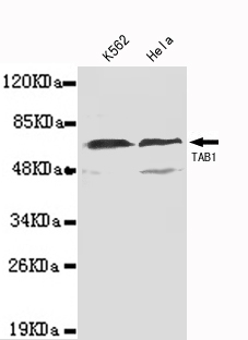 1 - TAB1(N-terminus) Antibody AP52734