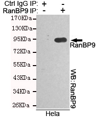 5 - RanBP9 Antibody AP52736
