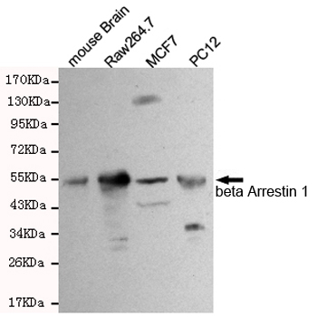 1 - beta Arrestin 1 Antibody AP52738