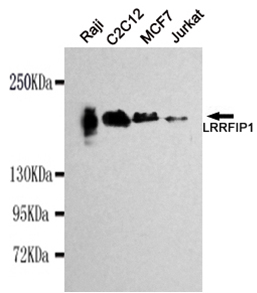 1 - LRRFIP1 Antibody AP52750