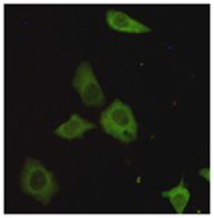 8 - TORC1 Antibody AP52758