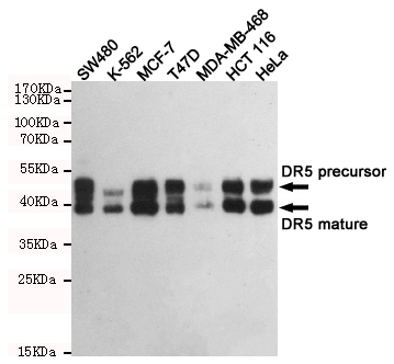 1 - DR5 Antibody AP52787
