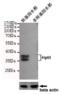 1 - HptII Antibody AP52846