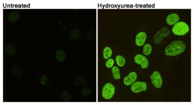 8 - Phospho--Histone H2A.X (Ser139) Monoclonal Antibody AP52851