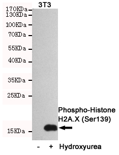 1 - Phospho--Histone H2A.X (Ser139) Monoclonal Antibody AP52851