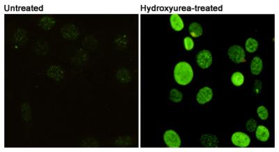 8 - Phospho-Histone H2A.X (Ser139) Antibody AP52853