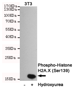 1 - Phospho-Histone H2A.X (Ser139) Antibody AP52853