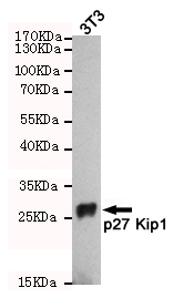 1 - p27 KIP1 Antibody AP52854