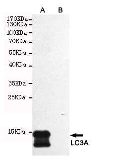1 - LC3A Antibody AP52856