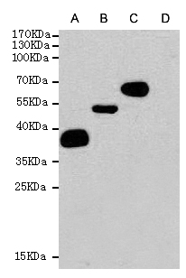 1 - DYKDDDDK-Tag Antibody AP52858