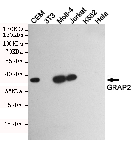 1 - GRAP2 Antibody AP52864