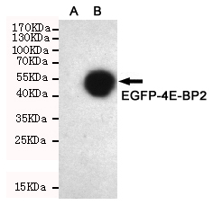 1 - 4E-BP2 Antibody AP52865