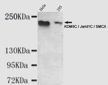 1 - KDM5C / Jarid1C / SMCX Antibody AP53266