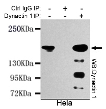 5 - Dynactin 1(N-terminus) Antibody AP53274