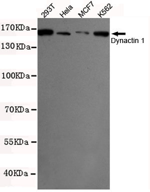 1 - Dynactin 1(N-terminus) Antibody AP53274