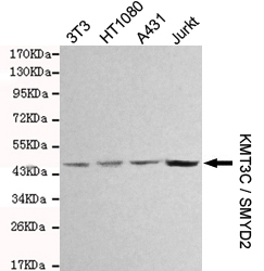 1 - KMT3C / SMYD2 Antibody AP53278
