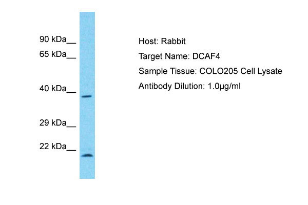 1 - DCAF4 Antibody - C-terminal region AI15800
