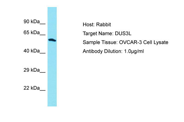 1 - DUS3L Antibody - N-terminal region AI15806