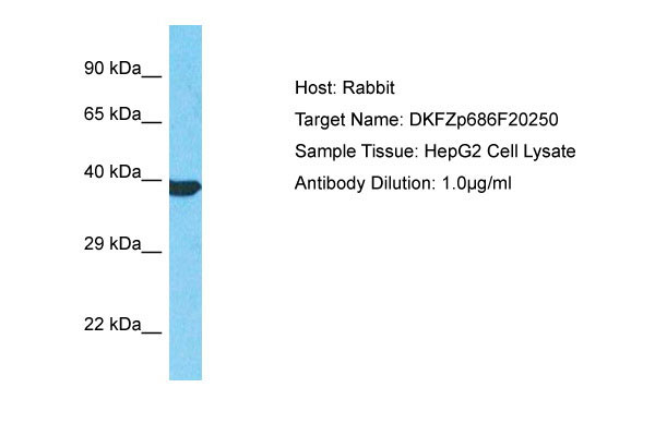 1 - DKFZp686F20250 Antibody - C-terminal region AI15823