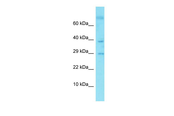 1 - C9orf19 Antibody - C-terminal region AI15842