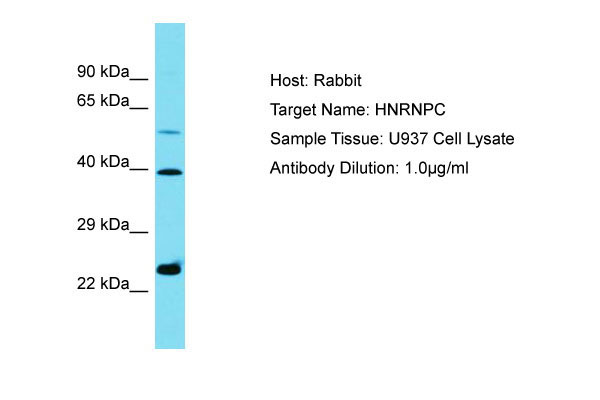 1 - HNRNPC Antibody - C-terminal region AI15851