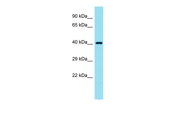 1 - LGALS9C Antibody - C-terminal region AI15873