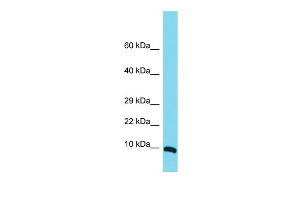 1 - MRPS36 Antibody - middle region AI15889