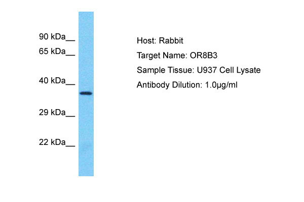 1 - OR8B3 Antibody - C-terminal region AI15927