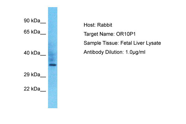 1 - OR10P1 Antibody - C-terminal region AI15942