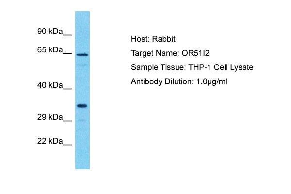 1 - OR51I2 Antibody - C-terminal region AI15944