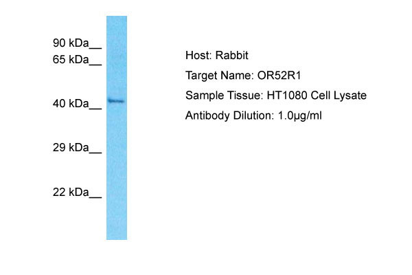 1 - OR52R1 Antibody - N-terminal region AI15947