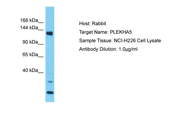 1 - PLEKHA5 Antibody - C-terminal region AI15952