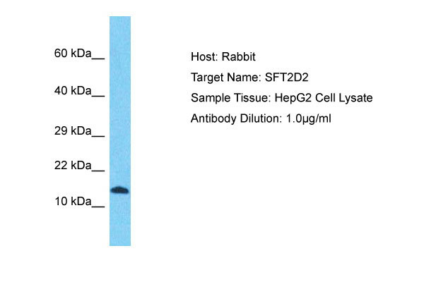 1 - SFT2D2 Antibody - N-terminal region AI15969