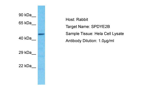 1 - SPDYE2B Antibody - N-terminal region AI15973
