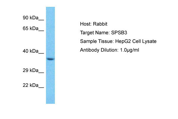 1 - SPSB3 Antibody - C-terminal region AI15975