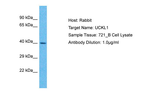 1 - UCKL1 Antibody - N-terminal region AI15992