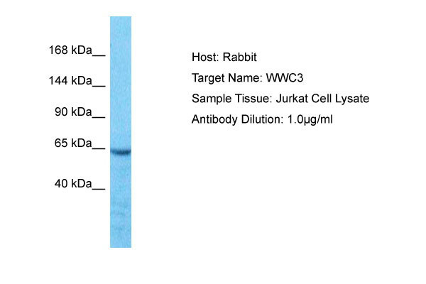 1 - WWC3 Antibody - N-terminal region AI15999