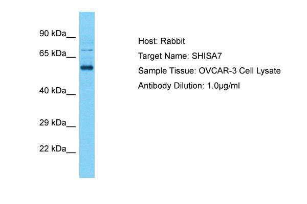 1 - SHISA7 Antibody - middle region AI16005
