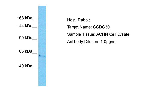 1 - CCDC30 Antibody - C-terminal region AI16010