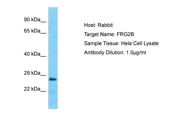 1 - FRG2B Antibody - middle region AI16017