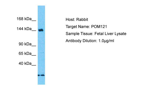 1 - POM121 Antibody - middle region AI16023