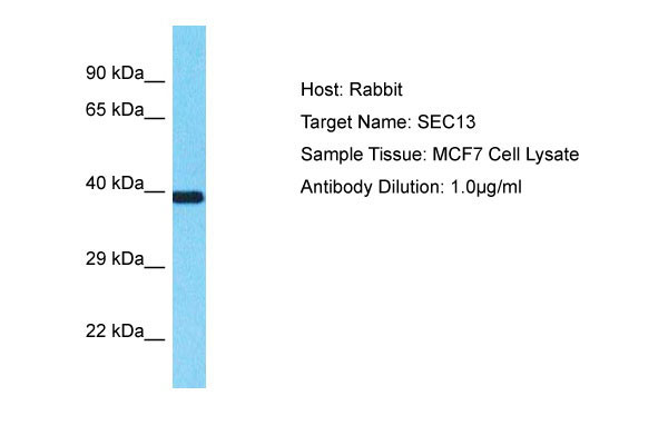 1 - SEC13 Antibody - middle region AI16044