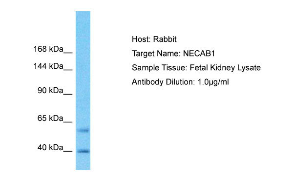 1 - NECAB1 Antibody - N-terminal region AI16051