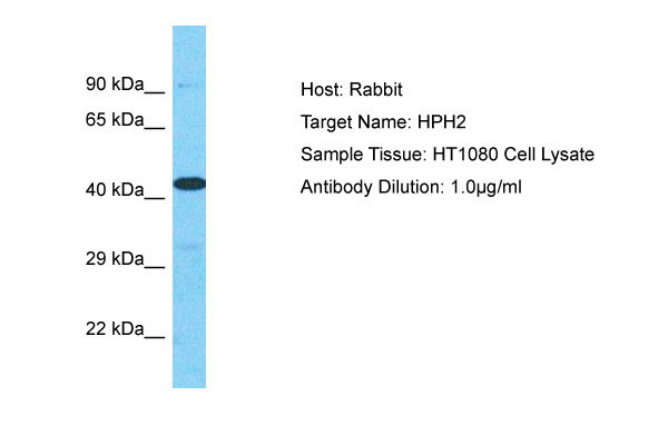 1 - HPH2 Antibody - middle region AI16057