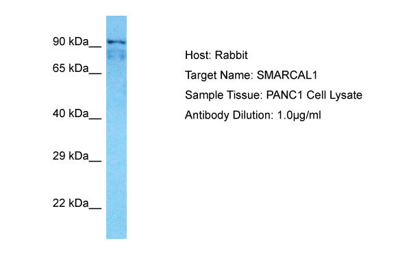 1 - SMARCAL1 Antibody - N-terminal region AI16065