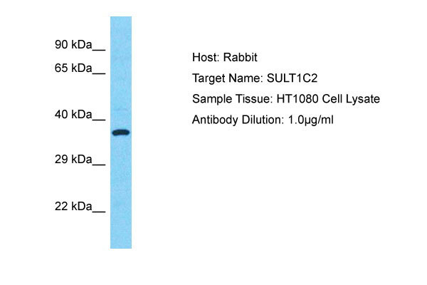 1 - SULT1C2 Antibody - N-terminal region AI16068