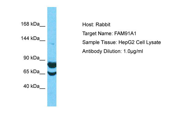 1 - FAM91A1 Antibody - C-terminal region AI16078
